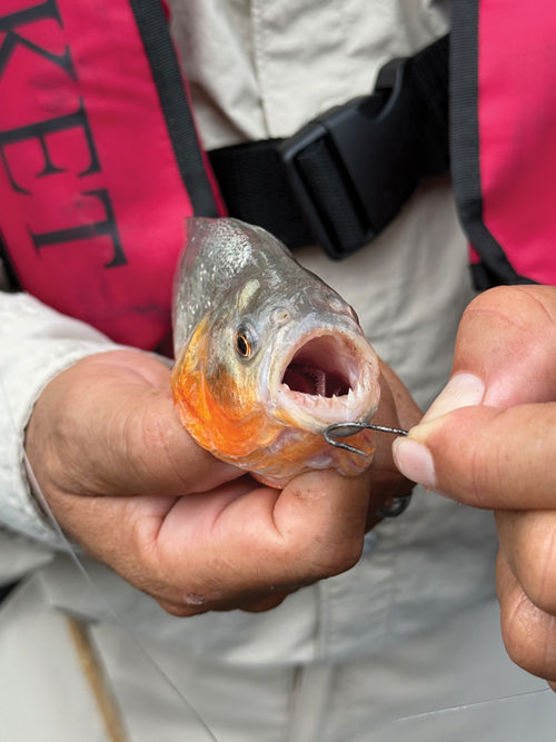 A&K takes guests piranha fishing.
