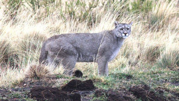 A Patagonian puma begins a hunt.