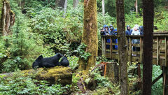 A mother black bear and two cubs at the Alaska Rainforest Sanctuary.