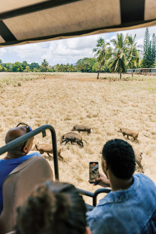 Guests can toss food to the plantation's wild pigs.