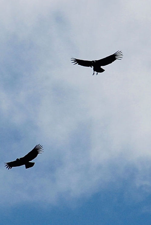 It was not unusual to see Condors soaring in the air on our wildlife and landscape tour.