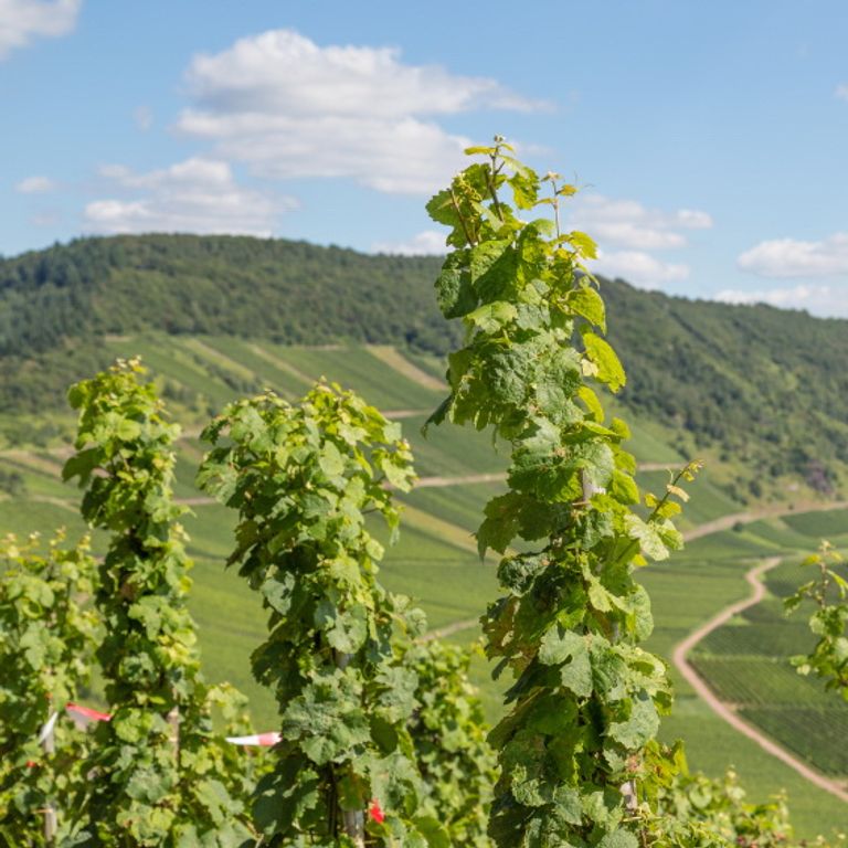 Moselle River Cruises