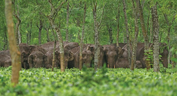 India is home to 60% of the Asian elephant population.