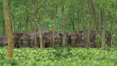 India is home to 60% of the Asian elephant population.