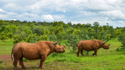 Tauck guests on the  South Africa and Victoria Falls tour will visit Kruger National Park.
