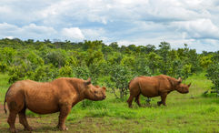 Tauck guests on the  South Africa and Victoria Falls tour will visit Kruger National Park.